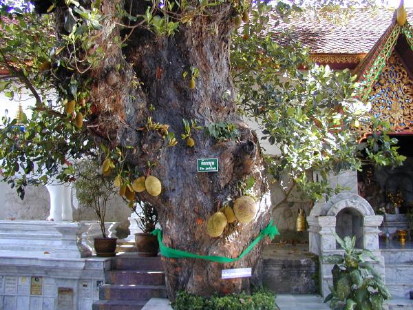 jackfruit